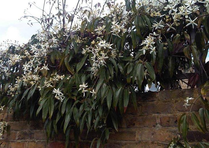 De Clematis armandii eenvoudig en snel online bestellen ...