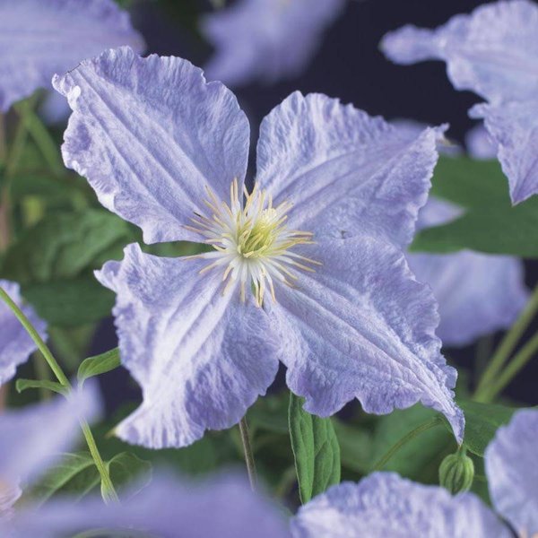 Clematis 'Blue Angel'