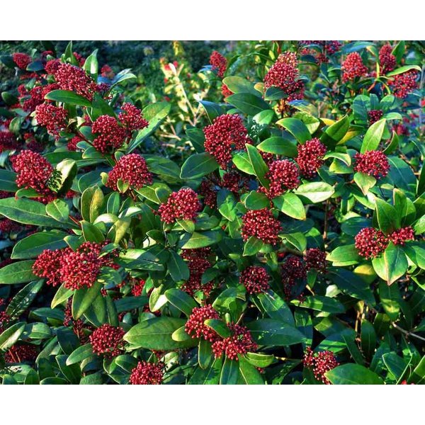Skimmia japonica 'Rubella'
