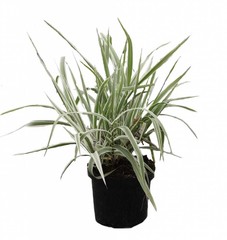 Vaste planten