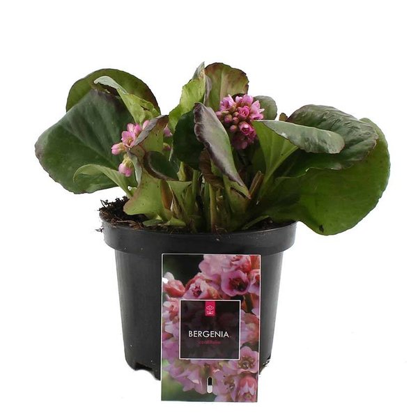 Bergenia cordifolia Schoenlappersplant