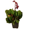 Bergenia cordifolia 'Purpurea' Schoenlappersplant