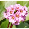 Bergenia cordifolia Schoenlappersplant