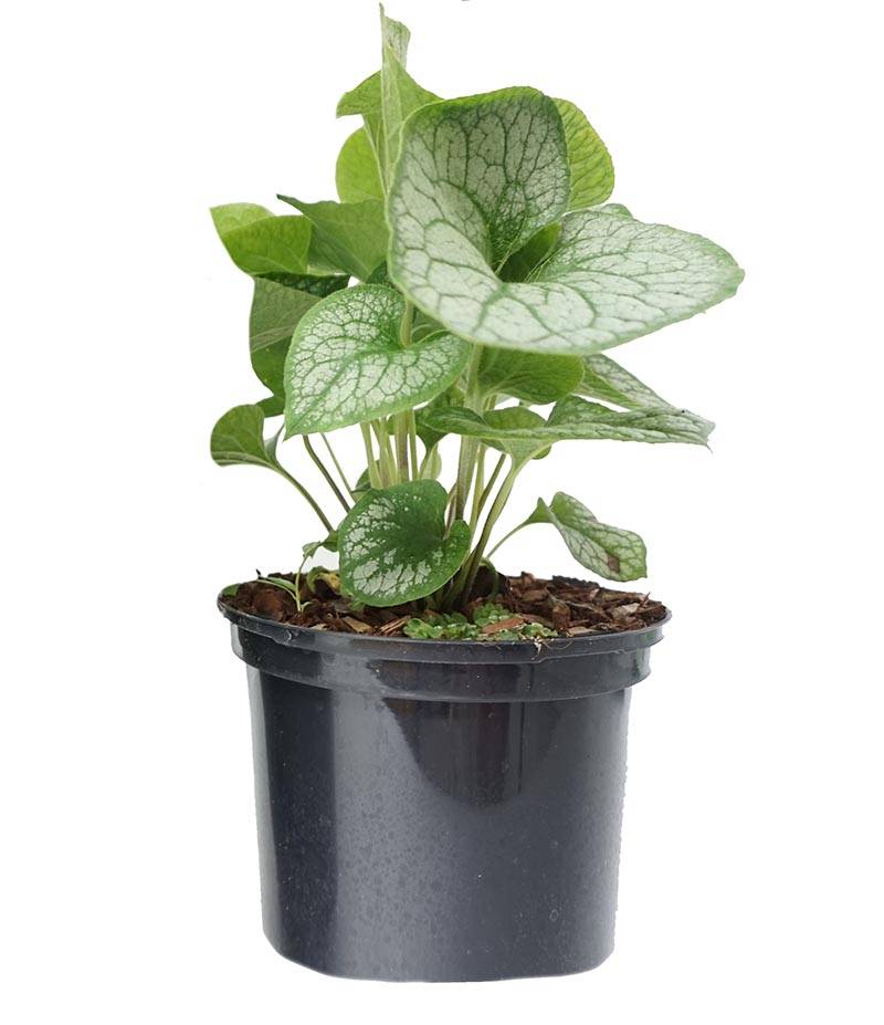 Brunnera macrophylla 'Jack Frost' vergeet-mij-nietje kopen ...