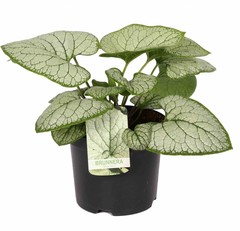 Bladplanten