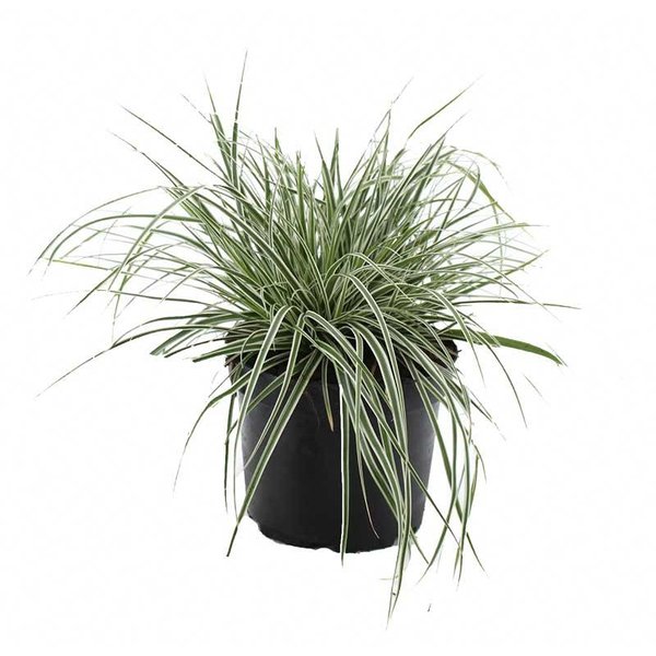 Carex oshimensis 'Everest' Zegge