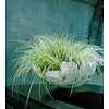 Carex oshimensis 'Everest' Zegge