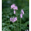 Dicentra formosa Gebroken Hartje