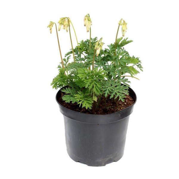 Dicentra formosa 'Aurora' Gebroken Hartje