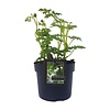Dicentra eximia 'Alba' Gebroken Hartje