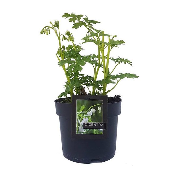 Dicentra eximia 'Alba' Gebroken Hartje