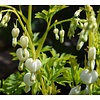 Dicentra eximia 'Alba' Gebroken Hartje