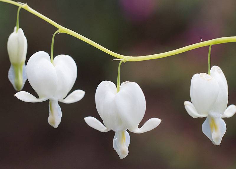 Dicentra spectabilis 'Alba' Gebroken Hartje kopen? Fleur.nl