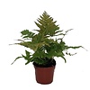Dryopteris erythrosora Rode sluiervaren
