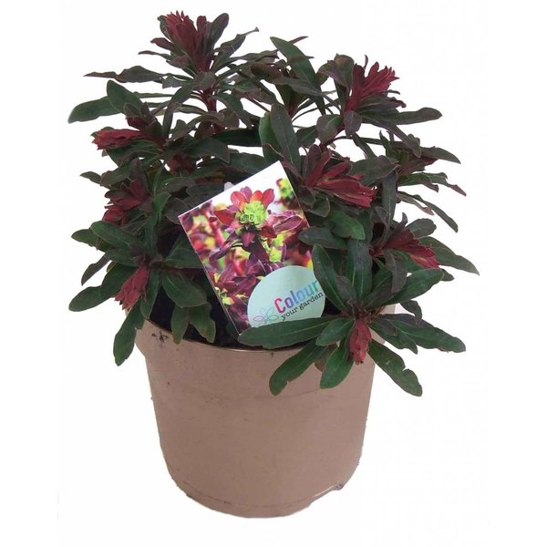 Euphorbia amygdaloides 'Purpurea' Amandelwolfsmelk