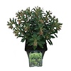 Euphorbia martinii Amandelwolfsmelk