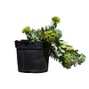 Euphorbia myrsinites Wolfsmelk