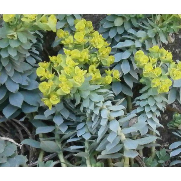 Euphorbia myrsinites Wolfsmelk