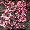 Heuchera 'Regina' Purperklokje