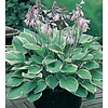 Hosta fortunei 'Aureomarginata'