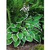 Hosta fortunei 'Francee' Hartlelie