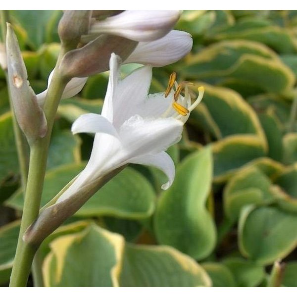 Hosta sieboldiana 'Frances Williams' Hartlelie