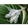 Hosta sieboldii 'Snowflakes' Hartlelie