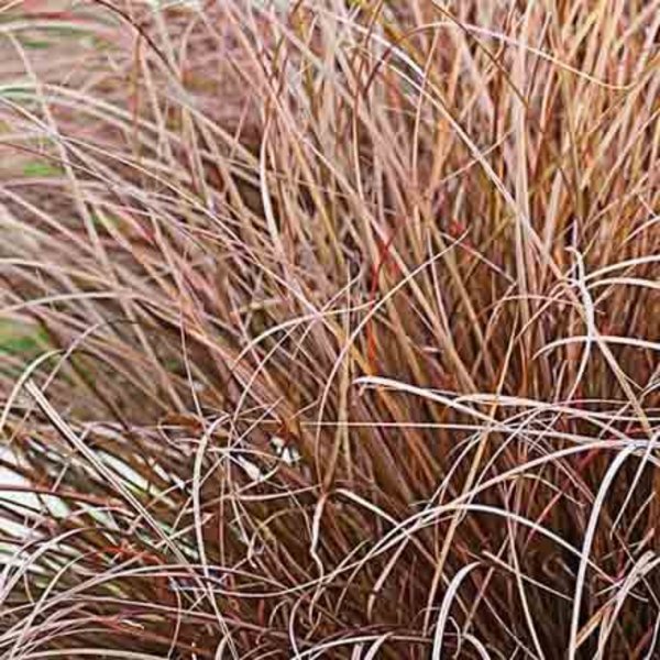 Carex comans 'Milk Chocolate'