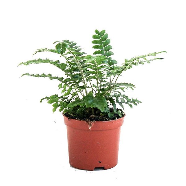 Polystichum polyblepharum