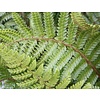 Polystichum polyblepharum