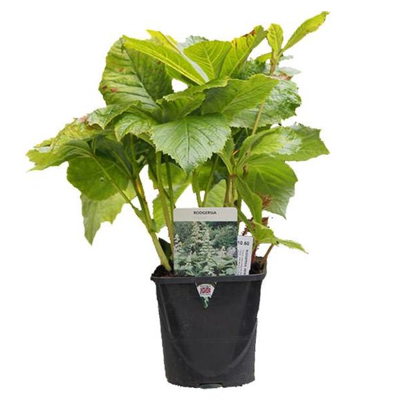Rodgersia pinnata Schout bij Nacht
