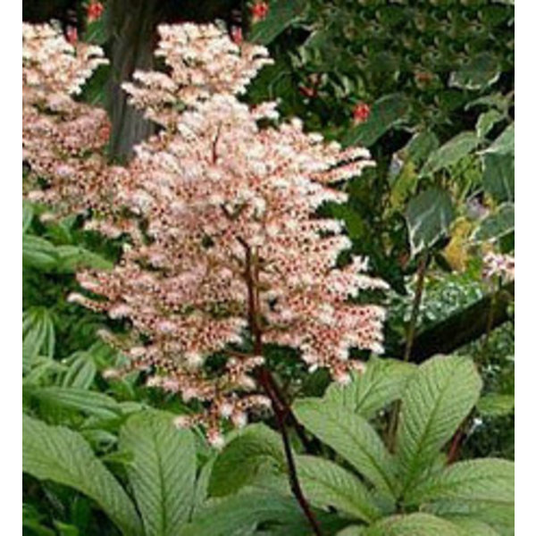 Rodgersia pinnata Schout bij Nacht