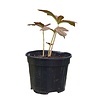 Rodgersia 'Chocolate Wings' Schout bij Nacht