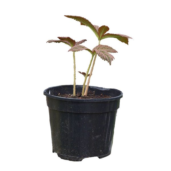 Rodgersia 'Chocolate Wings' Schout bij Nacht