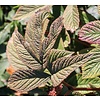 Rodgersia 'Chocolate Wings' Schout bij Nacht