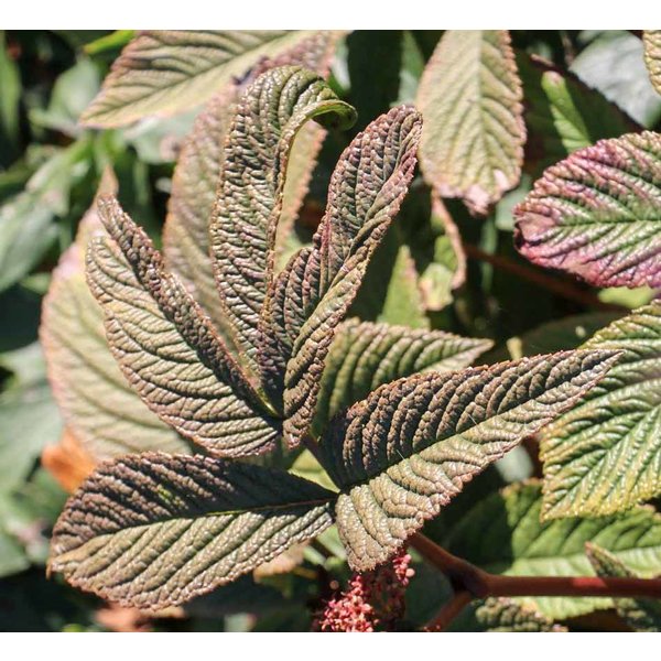 Rodgersia 'Chocolate Wings' Schout bij Nacht