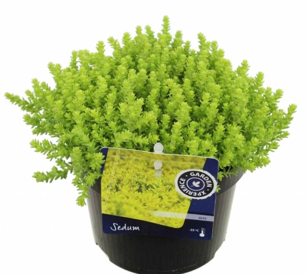 Sedum acre 'Yellow Queen' Vetkruid kopen? | Fleur.nl