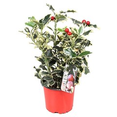 Ilex aquifolium