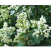 Ligustrum ovalifolium Ligusterhaag