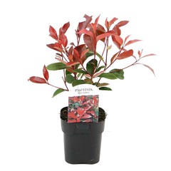 Photinia