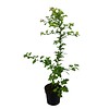 Crataegus monogyna Meidoornhaag