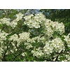 Crataegus monogyna Meidoornhaag