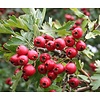 Crataegus monogyna Meidoornhaag