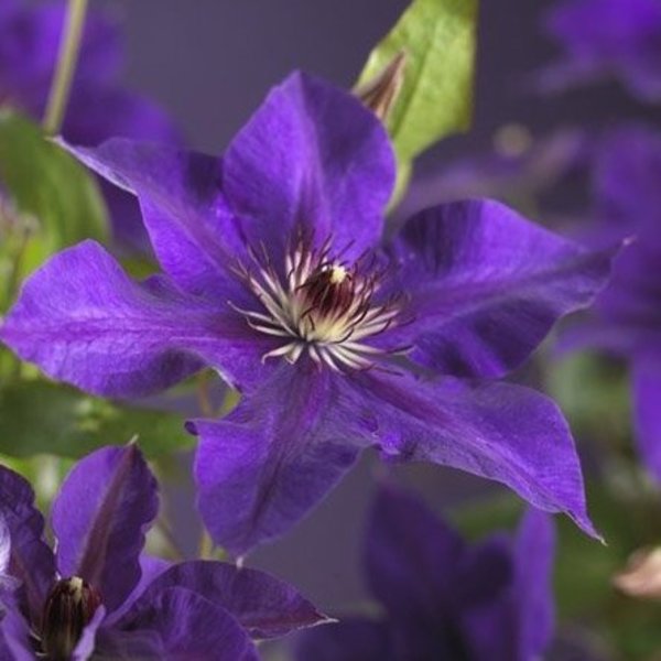 Clematis patens 'The President'