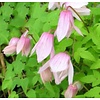 Clematis alpina 'Willy'