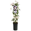 Clematis montana 'Fragrant Spring'