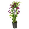 Clematis 'Etoile Violette'