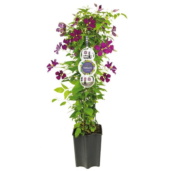 Clematis 'Etoile Violette'