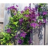 Clematis 'Etoile Violette'