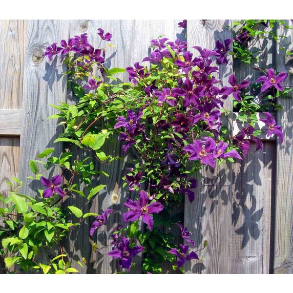Clematis 'Etoile Violette'